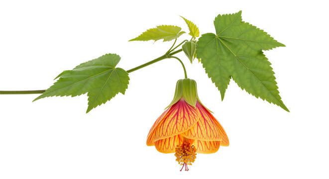 Abutilon flowering maple branch for greenhouse care sheets and lantern flower articles with veined orange bell bloom, dangling stamen and serrated maple leaves for shade patio, pruning tips