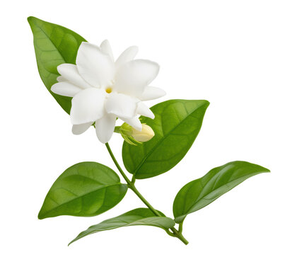 Arabian jasmine sambac cutout for perfume oil and tea blend artwork, white mogra blossom with unopened bud and glossy leaf supports incense packaging, puja garland cards and tropical spa menus