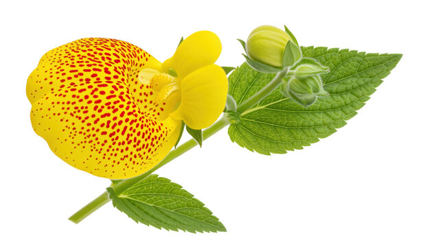 Calceolaria slipper flower for greenhouse care sheets and spring pot sales with yellow pouch bloom, red speckled throat and fuzzy buds for conservatory tags, nursery signage and botany lesson