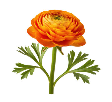Ranunculus cutout for Persian buttercup wedding boards and spring corm sales, layered rosette bloom with parsley leaf detail fits boutonniere charts, market signs and seed packet art