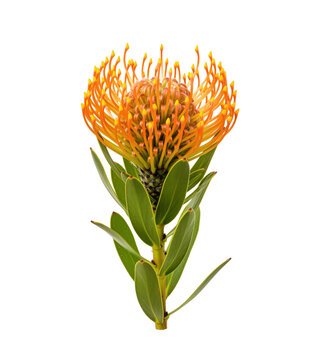 Pincushion protea Leucospermum cutout for South African wedding floristry and native garden artwork, orange pin shaped bloom with leathery leaf supports safari lodge print and fynbos decor use