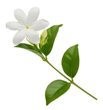 Pristine white jasminum sambac blossom twig with an unbloomed bud to clarify natural aromatherapy absolute oil extraction techniques or traditional loose leaf jasmine tea scenting processing