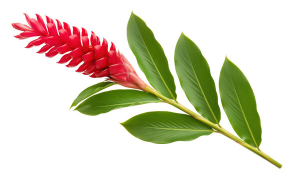 Alpinia purpurata ginger spike enhancing exotic tropical botanical conservatory exhibition handbook or hawaiian luau event greeting envelope overlay trim printing retail distribution