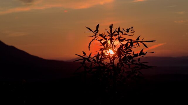Wild Plant Silhouette Against Golden Mountain Sunrise