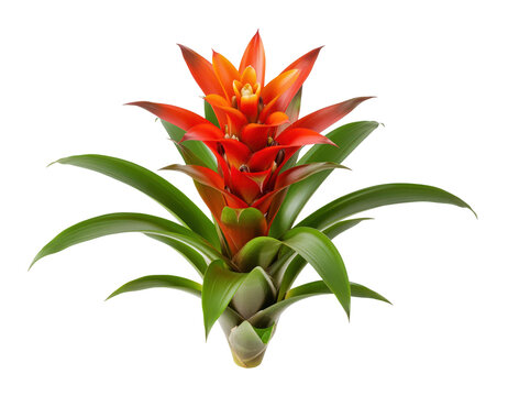 Scarlet guzmania bromeliad rosette optimizing commercial shopping mall atrium horticulture arrangement or tropical boutique hotel lobby reception indoor greenery accent staging catalog