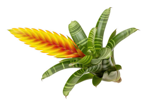 Vriesea splendens flaming sword cutout for bromeliad care cards and plant shop signage, yellow orange blade bract with zebra banded rosette leaf fits terrarium boards and epiphyte collection sheets