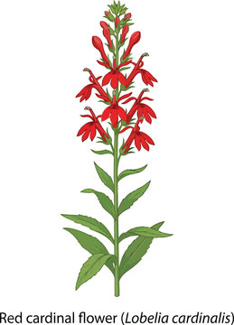Tall red cardinal flower (lobelia cardinalis) botanical illustration with green stems and leaves white background no people illustration botanical wildflower herbaceous perennial