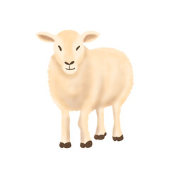 Fototapeta premium Hand Drawn Cute Fluffy Sheep Illustration for Kids Design