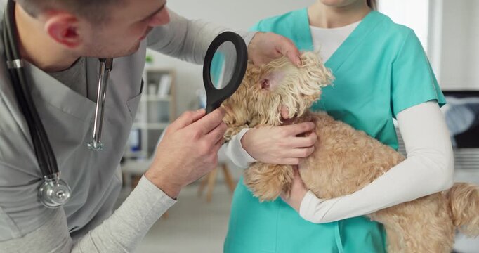 Veterinarian nurse exam dog puppy ear. Magnifier aids close inspection at clinic, supporting pet healthcare, parasite detection and safe treatment. Clear animal care and veterinary check.