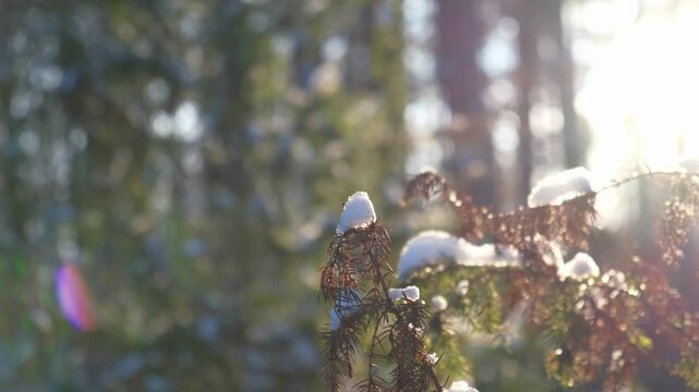 Snowy ice branches with sparkling light effects. Gentle snowfall serene scene. Peaceful winter woodland illuminated by warm sun rays. Sunlit pine forest, falling snowflakes. Bokeh golden lens flare 4K