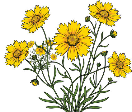 Yellow daisy like flowers with green foliage botanical illustration of coreopsis yellow flower white background sunny day wildflower garden plant life coreopsis tickseed illustration
