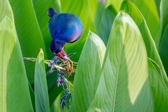 A purple gallinule (Porphyrio martinica) eating flowers or seeds from a marsh plant in the morning light in south Florida