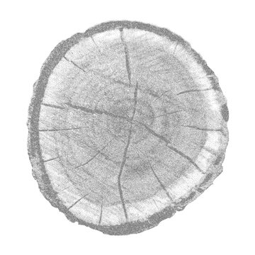 Cut log cross-section revealing circular growth pattern and natural grain vector illustration. Forest timber slice with concentric rings, perfect for sustainable design concept and organic background.