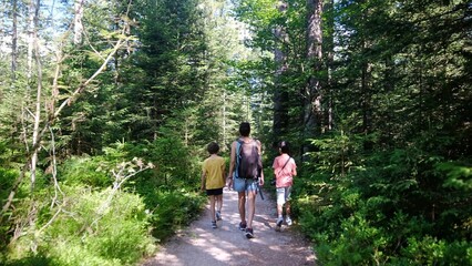 Fototapeta premium Family enjoying a forest hike, walking on a dirt trail through green coniferous trees and lush undergrowth, exploring nature in a national park during summer vacation