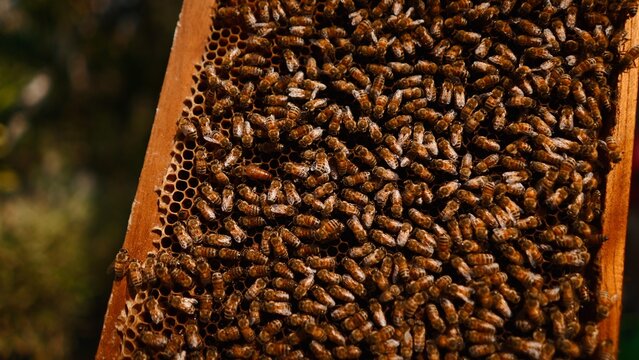 Honeybees on frame with queen bee surrounded by worker bees in a busy hive