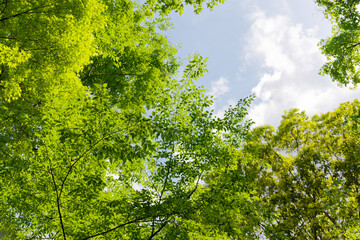 Fototapeta premium Fresh Green Trees and Blue Sky in a Peaceful Spring Nature Landscape