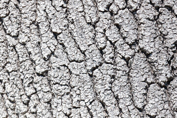 Fototapeta premium Weathered tree bark texture close-up, showing cracked gray surface