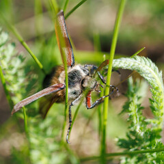 Fototapeta premium Beetle with patterned wings perches on tall green grass