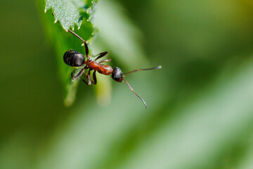Fototapeta premium Black-headed ant crawls on green leaf