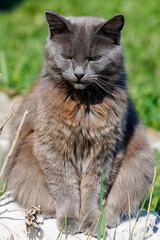 Fototapeta premium Gray domestic cat resting outdoors on grassy terrain with natural lighting