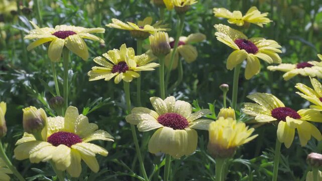 Beautiful yellow false sunflowers are swaying in the wind