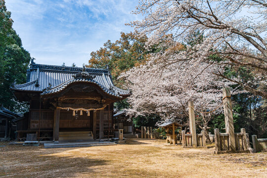 Suga Shrine in the Nagasawa Area of Imabari, Ehime, Japan &ndash; Cherry Blossoms in Spring