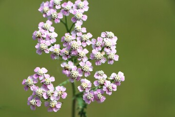 Achillea millefolium (common yarrow) medicinal plant growing in a meadow © Rita Puteikytė