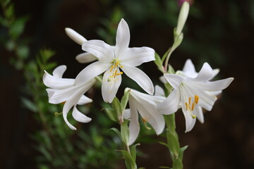 Fototapeta premium Beautiful White Madonna Lily Flowers Blooming Against a Dark Natural Background