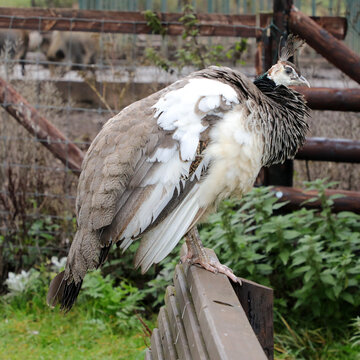 Pfau in der Natur