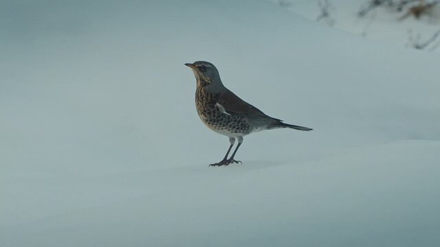 A Fieldfare thrush walks through snow-covered terrain with its head turned slightly upward. The bird's light grey head and nape show against the bright white background of a gentle snowy rise.