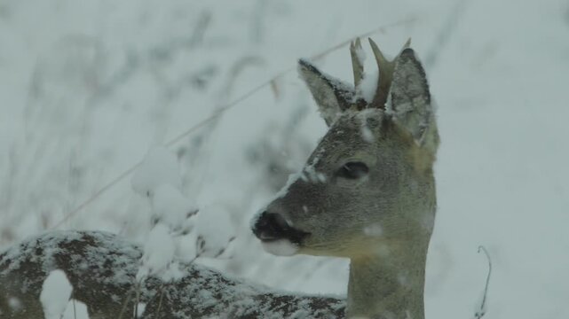 Close-up of a young roe deer buck with heavy snow on its head between antlers and along the nose. Two-pointed antlers have fresh snow on them while snowflakes fall throughout the scene.