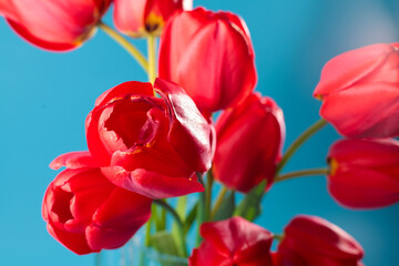 Fototapeta premium Vibrant red tulips bloom against a striking blue background, a close-up view