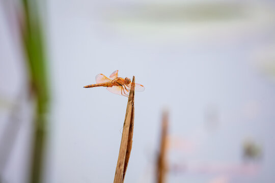 The lingering yellow winged dragonfly