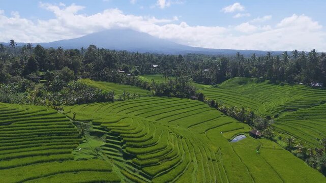 Aerial drone footage of beautiful green rice terrace fields with a mount Batukaru in the background in Pupuan village, Tabanan, Bali, Indonesia. Scenic agricultural landscape from above. Copy space.