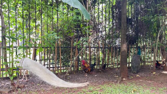 group of birds living together in the garden, white peacock hiding behind the trees, red junglefowl standing, wildlife bird behaviour footage