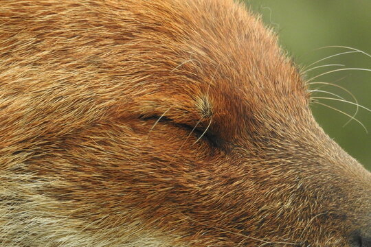 Dhole mammif&egrave;re/canid&eacute;