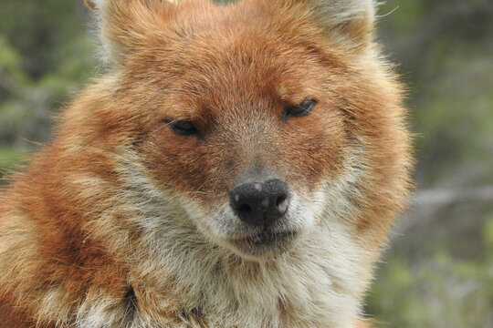 Dhole mammif&egrave;re/canid&eacute;