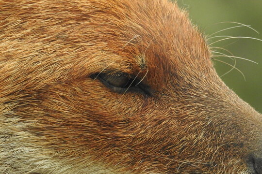 Dhole mammif&egrave;re/canid&eacute;