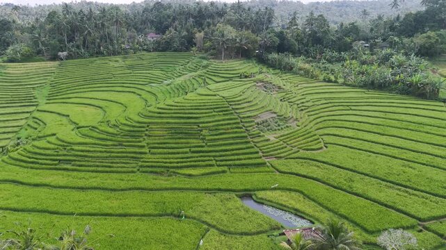 Drone footage of rice terraces growing abundantly in the mountains of Pupuan village, Tabanan, Bali, Indonesia.