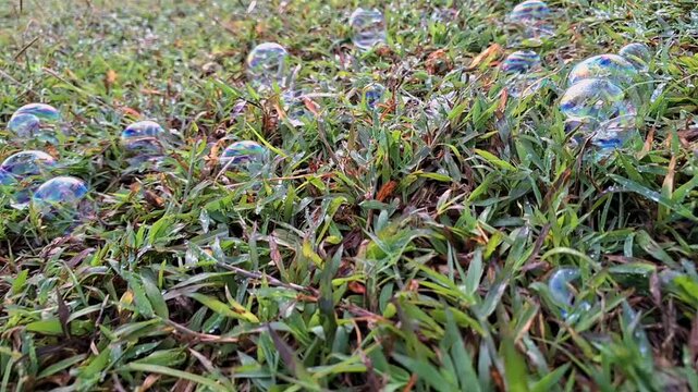Bubles in the grass