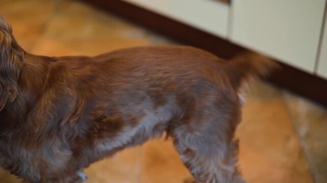 A small dog approaches its owner, gently nudging with its nose as it seeks attention. The owner sits nearby, creating a warm and engaging moment in a cozy indoor setting