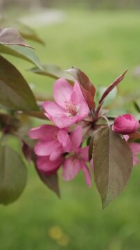 Vertical close-up of pink crabapple blossoms on a branch in spring. Shot with a soft, blurred green background, making it perfect for mobile screens, social media stories