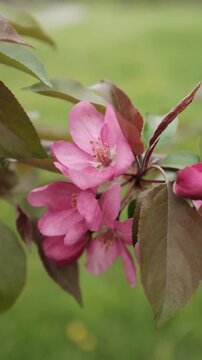 Vertical close-up of pink crabapple blossoms on a branch in spring. Shot with a soft, blurred green background, making it perfect for mobile screens, social media stories