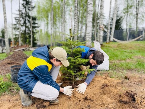A father and son plant a fir tree together on their countryside property