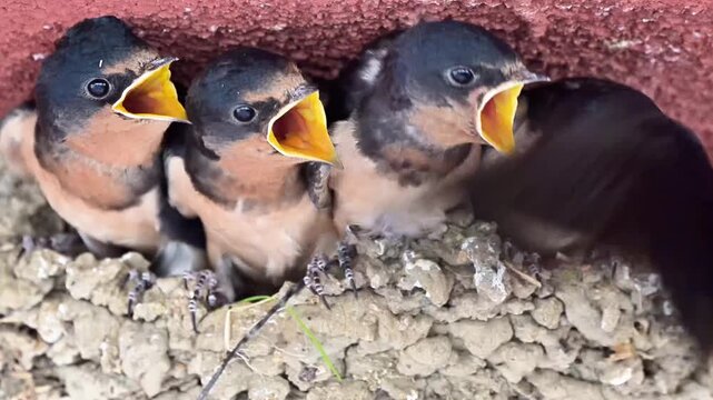 Barn swallow adult bird feeding hungry chicks in nest