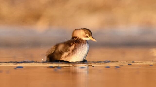 Little grebe swimming while floating and bathing