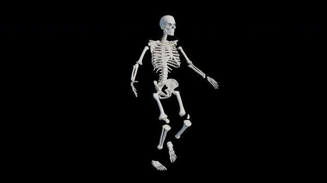 Human Skeleton Walk Cycle Loop Animation on Transparent