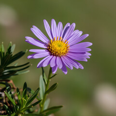 Obraz premium Closeup of a vibrant purple aster flower in full bloom capturing its intricate details 1.