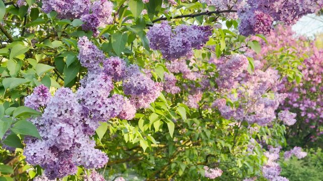 Vibrant lilac trees display lush purple blossoms across a sunny landscape. The floral branches sway gently, producing a soft rustling sound that harmonizes with singing birds and a distant city hum.