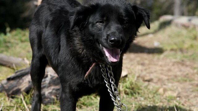 Black domestic dog standing outdoors panting & looking sideways in natural daylight. Suitable for pet care, domestic animals, rural lifestyle, dog behavior, animal portrait & documentary themes.